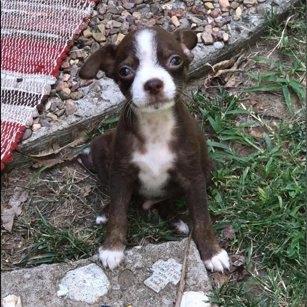 My fur babies and others. Lol. - Picture 2 of 15